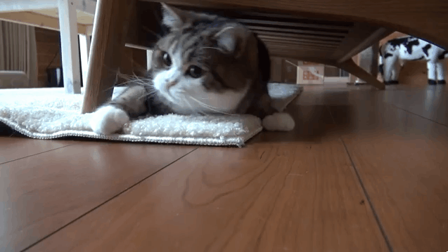 cat loop maru