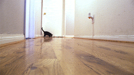 cat kitten sliding