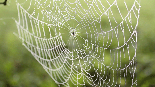 spring dew spider web