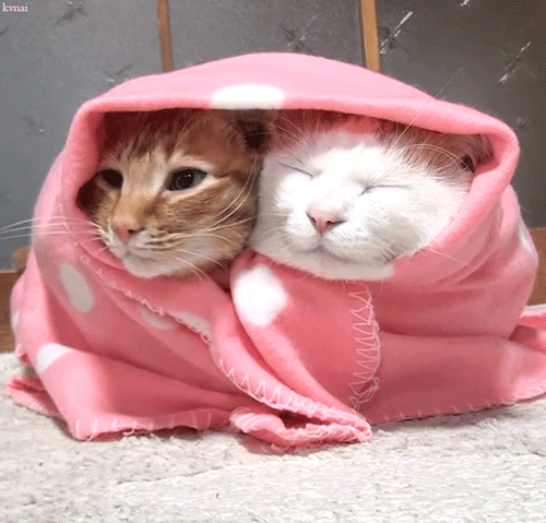 cats blanket