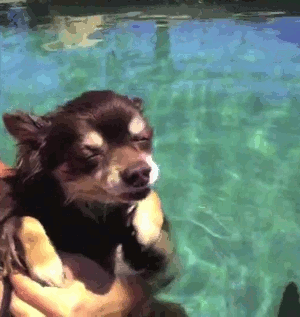 dog puppy swimming