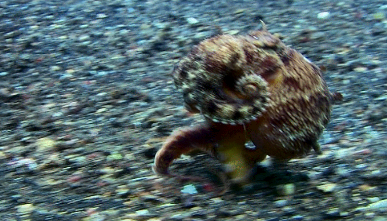 walking legs octopus