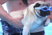 swimming pug dog