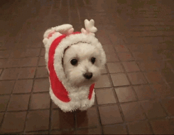 cute dog christmas