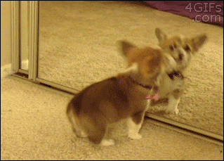 corgi puppy