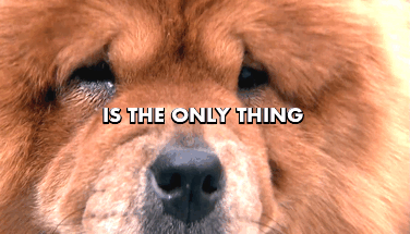 dog animaledit roll over