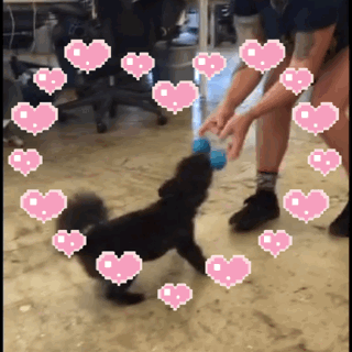 puppy strong itsalumi