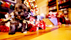 christmas puppy puppies