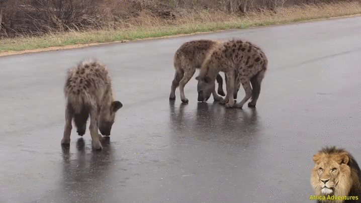 road hyenas rainwater