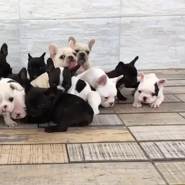 puppies plethora