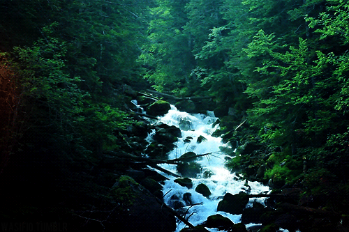 forest landscape