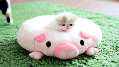 pig cat kitten