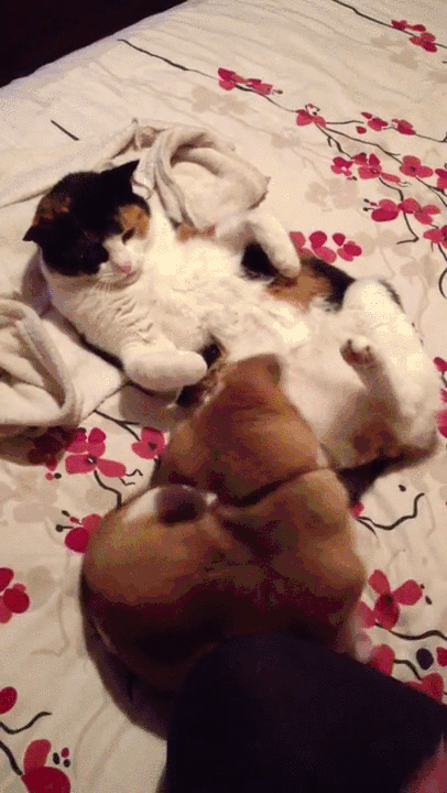 cats puppy facesitting