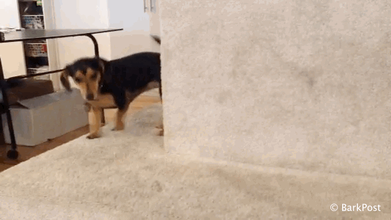 barkpost dog gif
