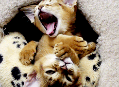 kitten yawn cat