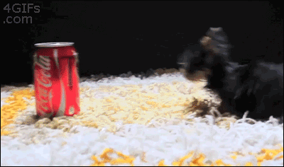 puppy vs coke