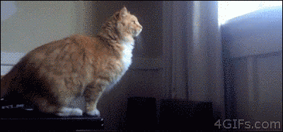 editor cat cats gifs