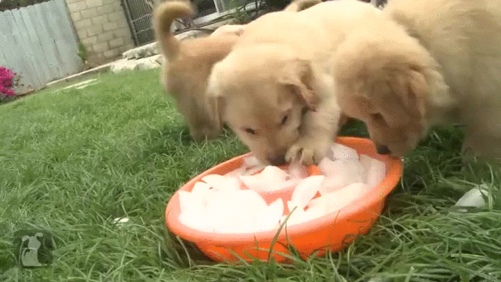 ice puppies