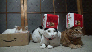 cat hat mcdonalds