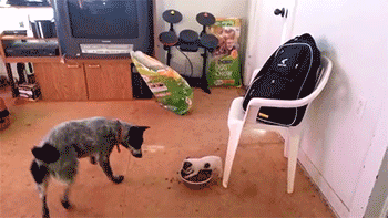 dog roll over lol gif