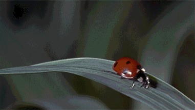 ladybug