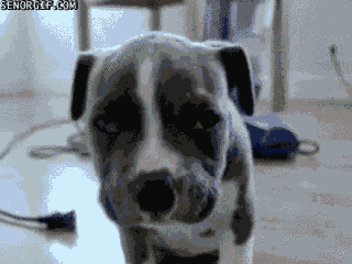 cheezburger puppy close up