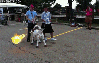 cheezburger home video fire