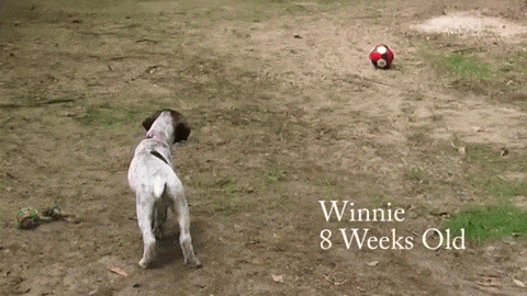 soccer puppy prey