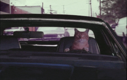 cat driving