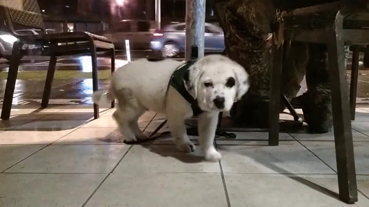 puppy windowforcefield