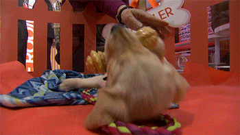 puppy wrangler today