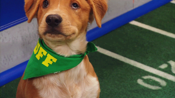 puppybowl pup pups puppy bowl