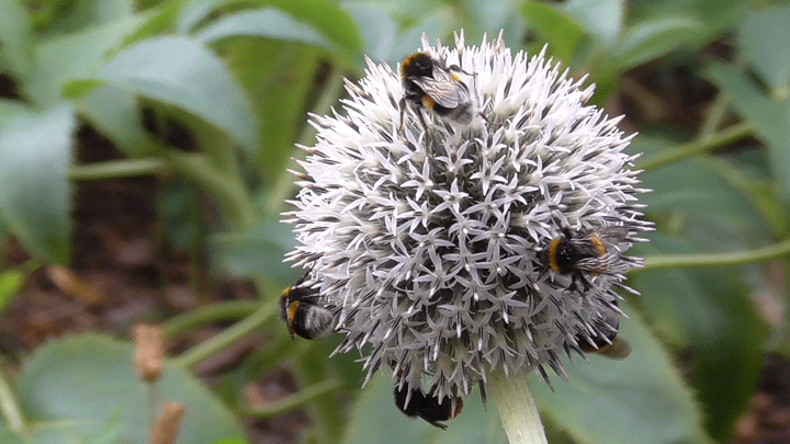 bees bumblebee bumblebees