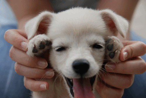 happy animal puppy