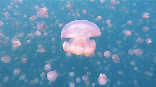 jellyfish