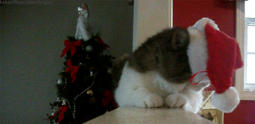 christmas cat