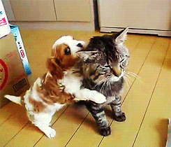 cat puppy