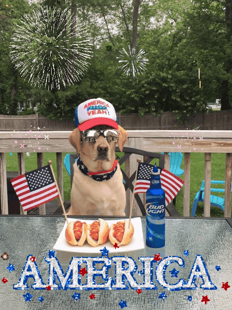 dog american