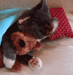 bear hugging teddy