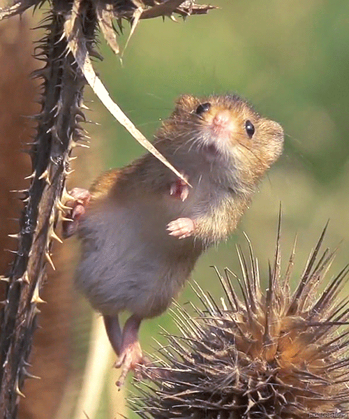 harvest mouse