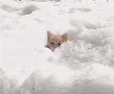 kitten snow winter