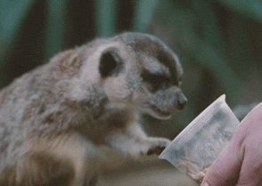 zoo meerkat