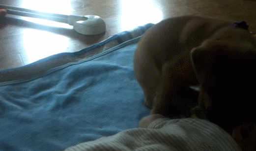 baby aww ranimalsbeingbros