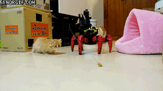 cheezburger cat robots