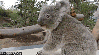 critters koalas
