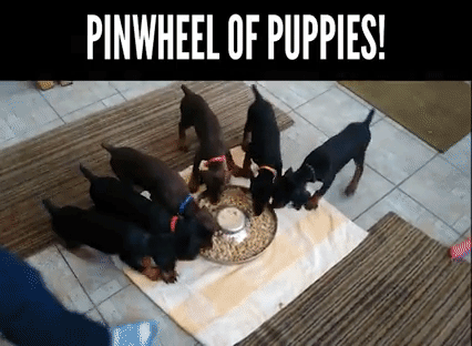 puppies pinwheel