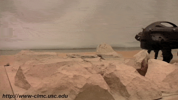 cheetah atlas factor