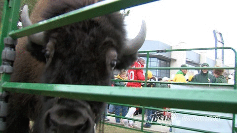 ndsuathletics bison ndsu north dakota state