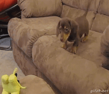 dog fail puppy