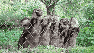 zoo otter